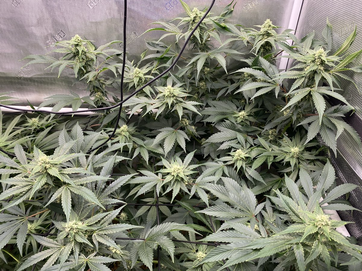 Sowabunga (Sour D x Mandelbrots 707 Headband) from <a href="/skunktek/">Skunktek</a> on day 34 of 12/12. They have been stinky for a month, but this week they turned it up a notch!  I have a great feeling about both of these ladies!
In <a href="/BuildASoil/">BuildASoil</a> 3.0 in a <a href="/GorillaGrowTent/">Gorilla Grow Tent</a> 2x4