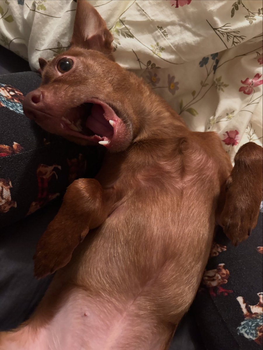 blondeone85's tweet photo. When the series is tied and your in bed before midnight @BlueJays #gojays #wantitall 🐶😴 https://t.co/q8xCkcBdHr