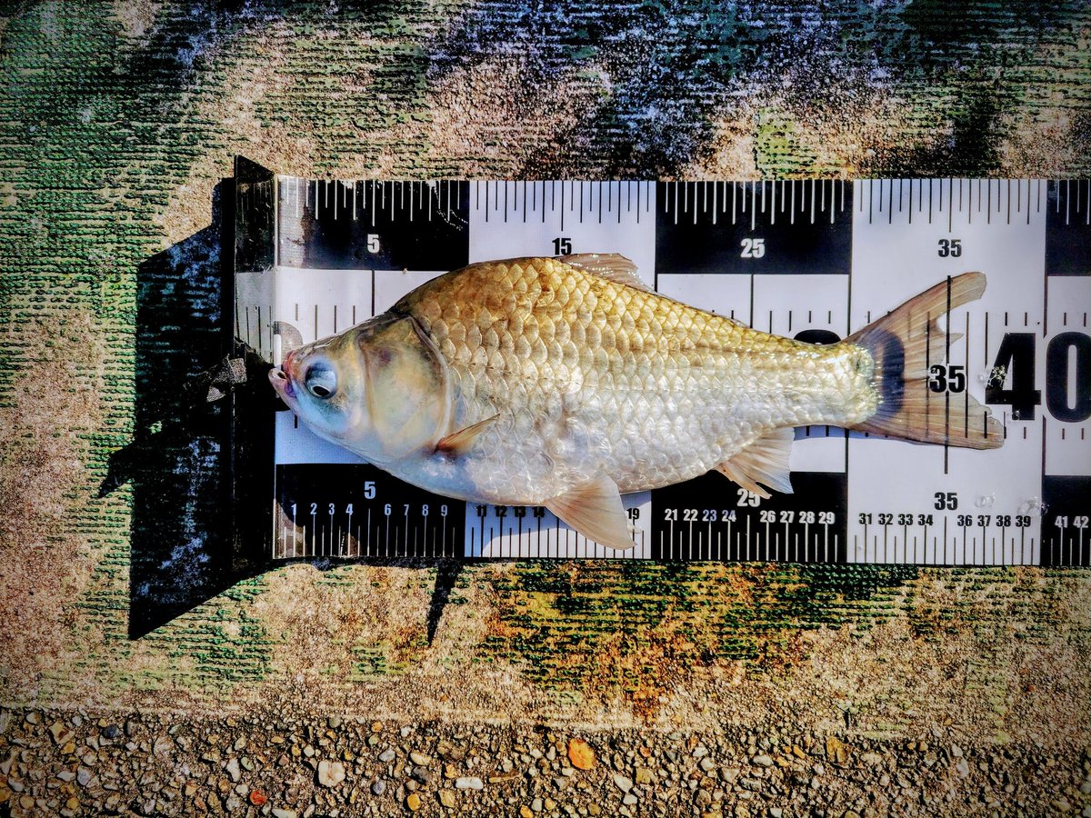 へら鮒三国志 増田逸魚 へら鮒三国志 (1979年) |本 | 通販 | Amazon