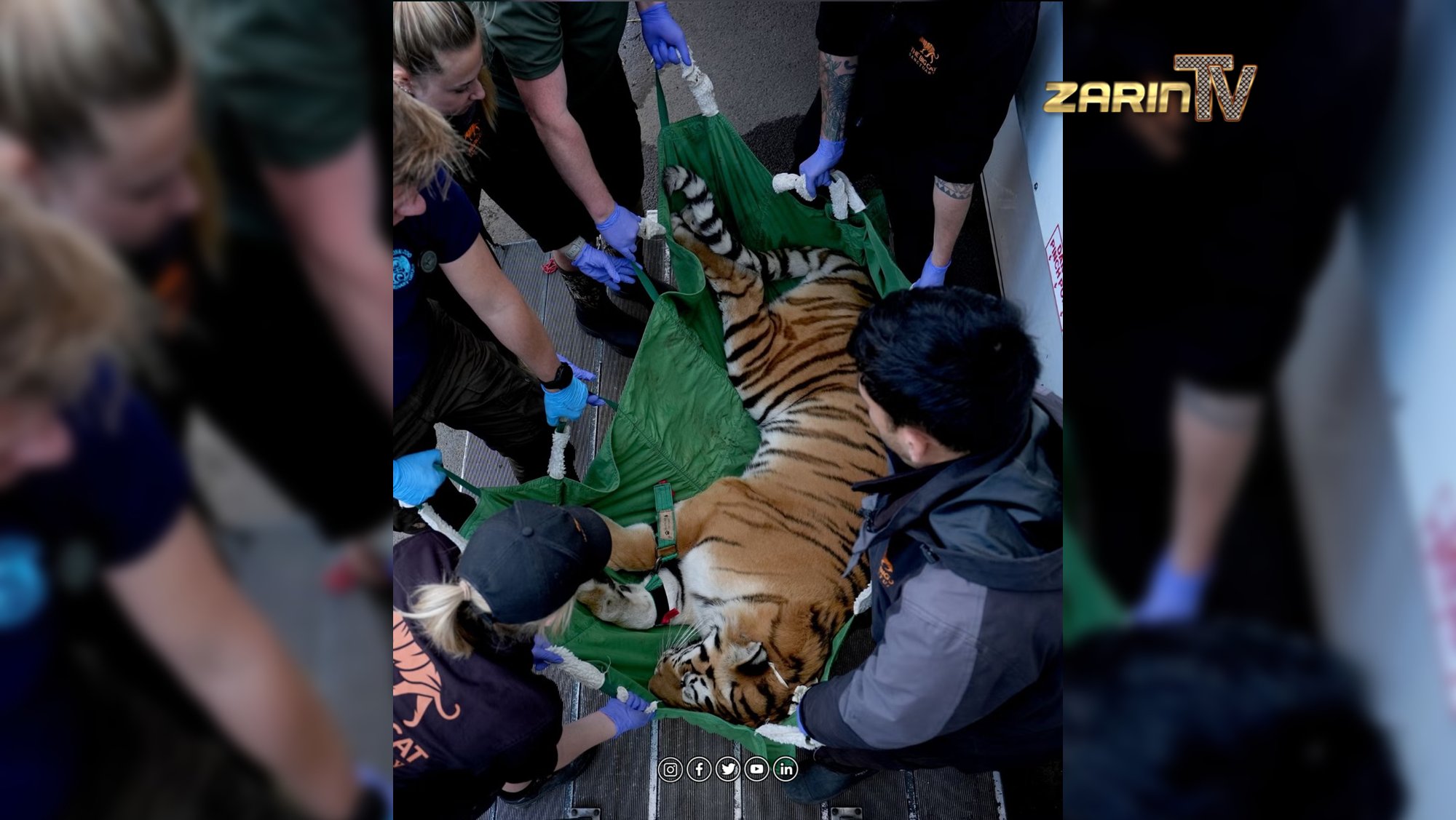 سه گربه بزرگ در باغ وحش بریتانیا بیمار شدند