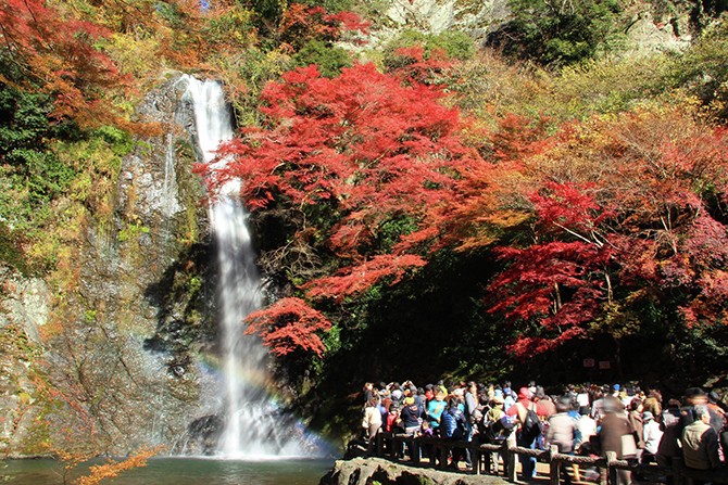 jalannet's tweet photo. #大阪 #紅葉名所
滝や寺院・公園など秋の紅葉を楽しめる、多彩なスポットを巡ってみませんか😊❤

🍁神峯山寺【高槻市】
20種類・300本の木々が立ち並ぶ1300年の歴史を持つ古刹。
［見頃時期］2025年11月中旬～12月中旬

🍁明治の森箕面国定公園・箕面大滝【箕面市】
紅葉に包まれたダイナミックな「天下の名瀑」。
［見頃時期］2025年11月中旬～12月初旬

🍁花博記念公園鶴見緑地【大阪市】
園内各所でモミジやイチョウなどがきれいに色づく公園。
［見頃時期］2025年11月上旬～11月下旬

🍁観心寺【河内長野市】
「関西花の寺二十五番霊場」のひとつであり、梅、紅葉の名所。
［見頃時期］2025年11月上旬～12月上旬

📷画像提供
1枚目：神峯山寺
2枚目：箕面市観光協会
3枚目：花博記念公園鶴見緑地
4枚目：観心寺