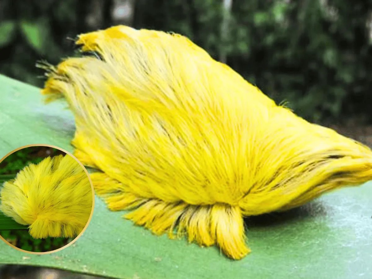 CABECERA / EL TIMBRE (@cabeceramx) on Twitter photo ¿Es mortal? Ésta es la verdad sobre la oruga peluche, insecto que ha causado pánico en redes cabecera.mx/es-mortal-esta… ¿Es mortal? Ésta es la verdad sobre la oruga peluche, insecto que ha causado pánico en redes cabecera.mx/es-mortal-esta…