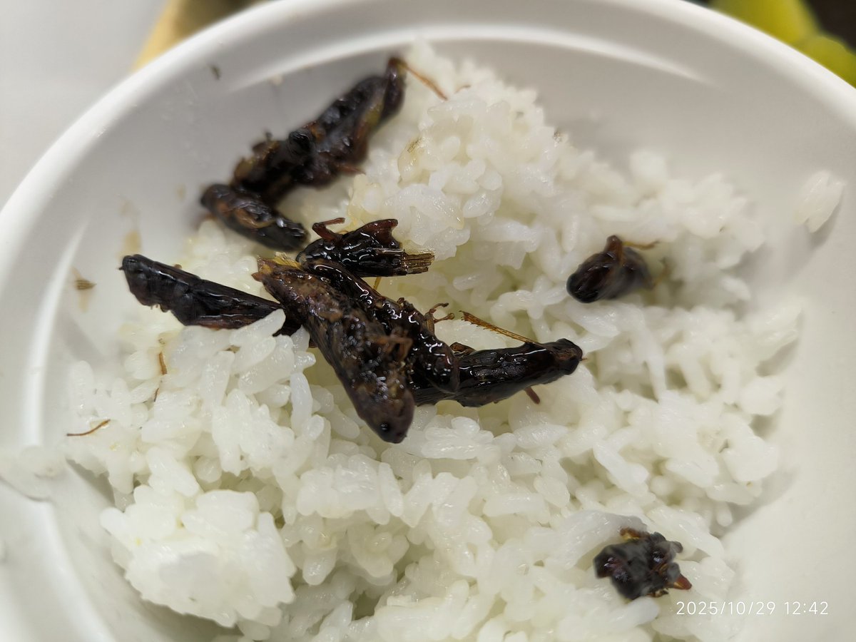 今日のひるめしはバッタ