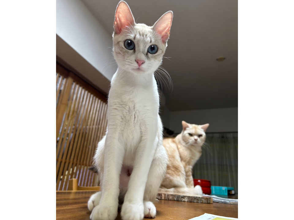 ねこしゃもじ 23区 6113582 ねこしゃもじ 23区 6113582 猫まっしぐら特製 立つにゃもじ -しゃもじ