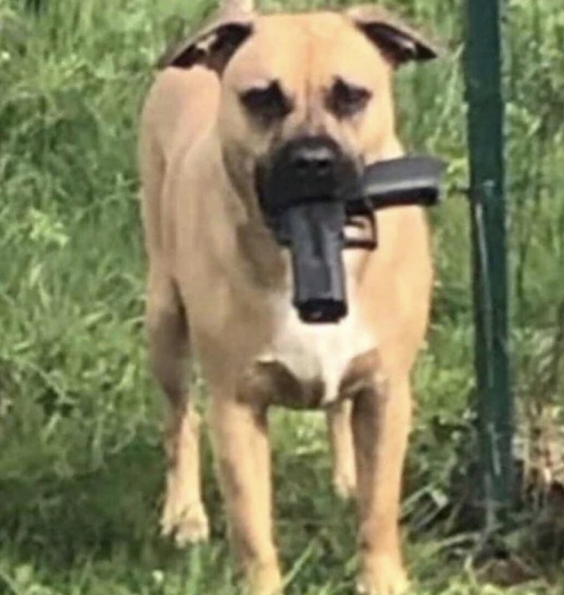 <a href="/adusxofficial/">อดัส</a> พี่อดัสรู้มั้ย🧍🏻‍♀️❔ว่าเมื่อไรที่บอดี้การ์ดจับปืนนั้น🔫🕴🏻 นั่นหมายความว่ามันต้องมีคนรอด👉🏻❤️แต่ถ้าเมื่อไรที่มือปืนจับปืนนั้น😈🔫🚨 นั่นแปลว่าต้องมีคนตาย☠️😱‼️หลายครั้งที่มีคนทำร้ายพี่อดัส😡👣💥ฟ้อสอยากเป็นมือปืนมากกว่าบอดี้การ์ด👿🔫🔥