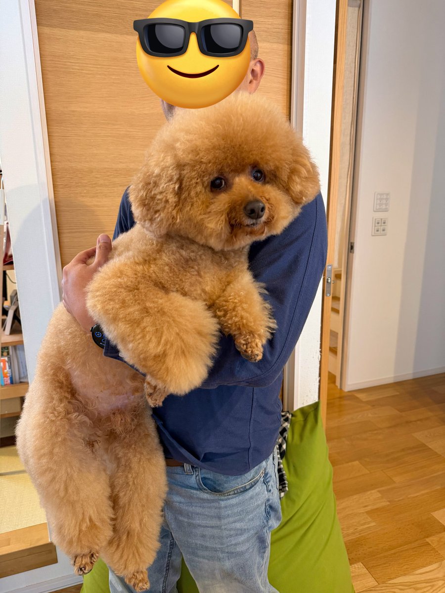 トイプードルPoochin🌱とミヌエットKiki (@IW29WOXYx9SJanR) / Posts / X