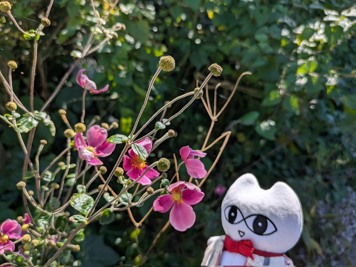 baraironokinu's tweet image. #のねりここ
#モネの庭