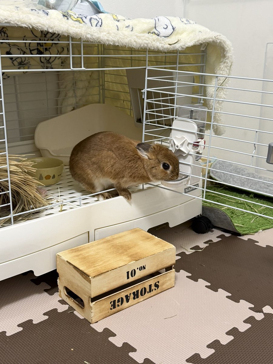 うさぎのマロン (@0610marron) / Posts / X