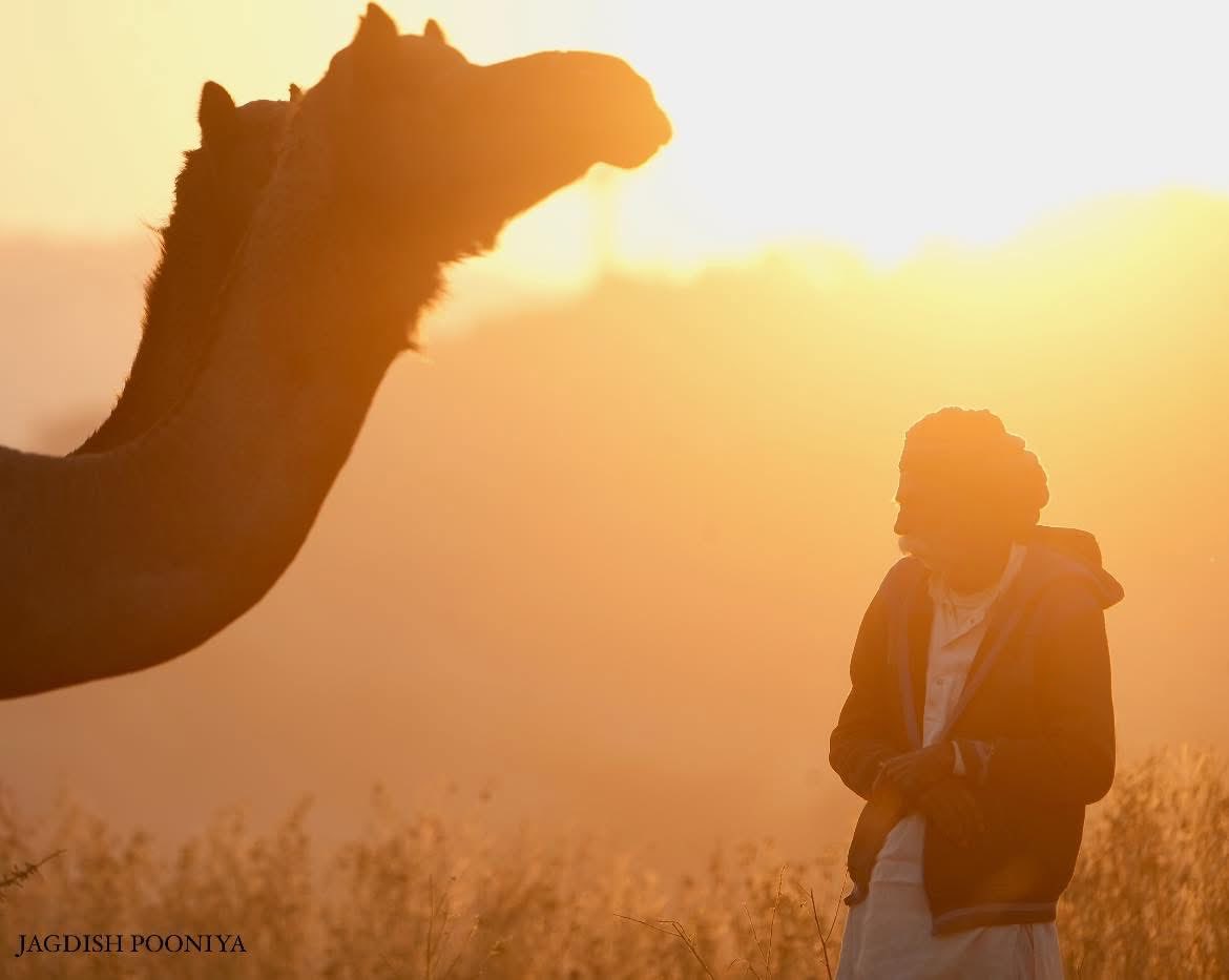सुबह की हल्की गुलाबी ठंड, सूर्योदय के केसरी नजारे में अपने ऊँटों की देखरेख करता मालिक। पुष्कर मेले का शानदार दृश्य।