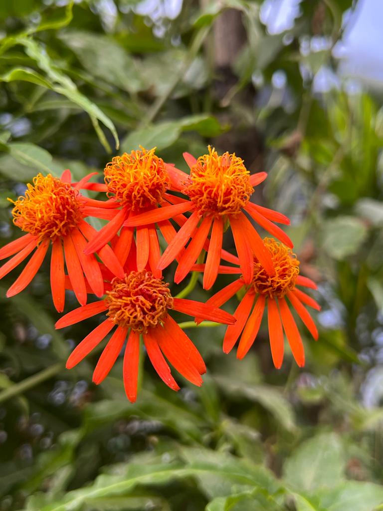 prajkta2406's tweet photo. Be present...
Do what you can today....
Tomorrow has its own sunrise...🌻
#GoodMorning
#theme_pic_India_flowers
#parijatak https://t.co/2XMBHOP72n