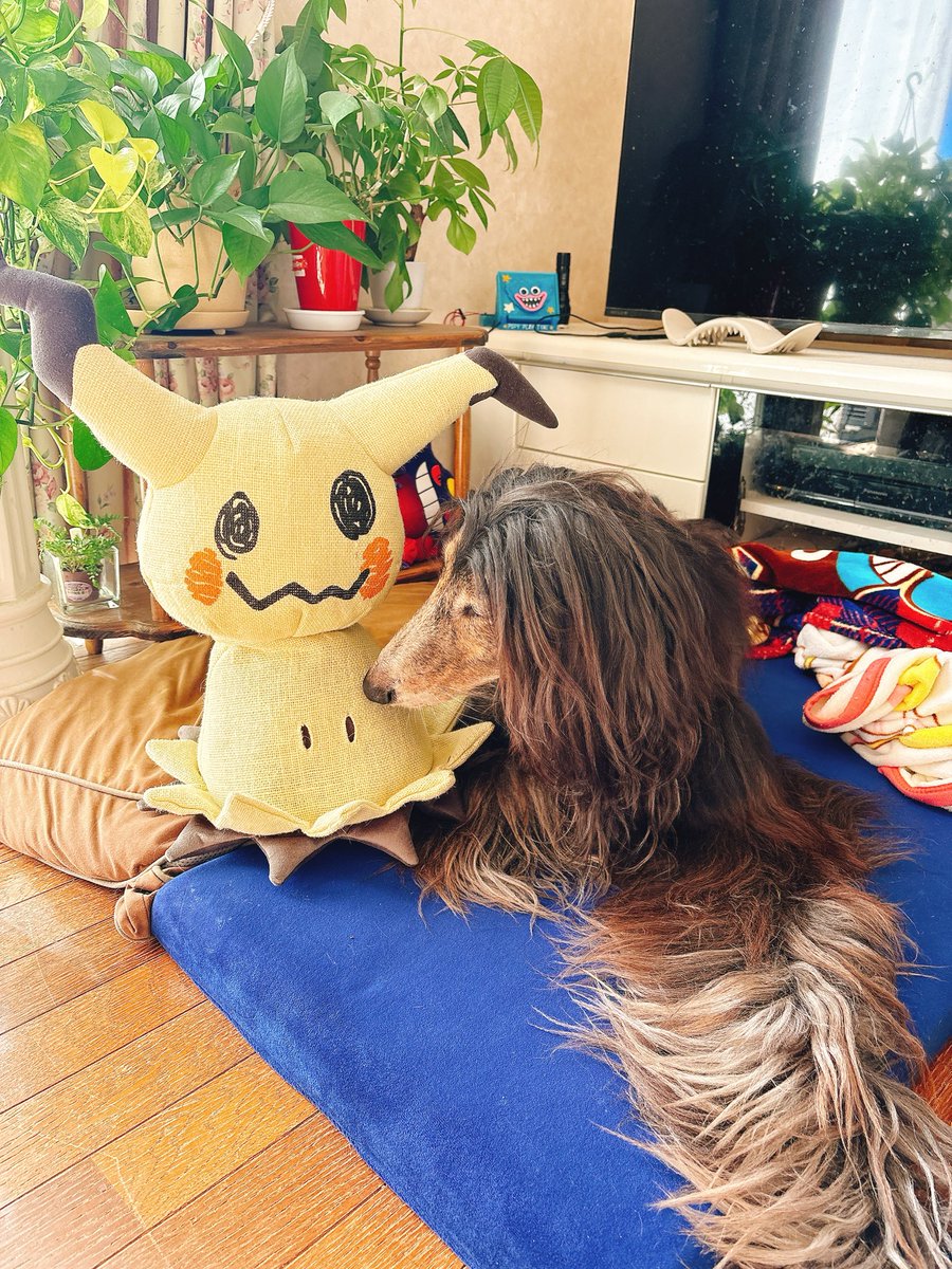 雨宮春魚🐙 on X