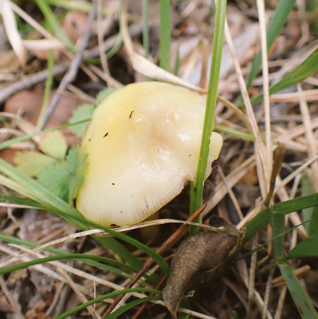 すず姉@きのこ版 (@suzu_kinokobook) / Posts / X