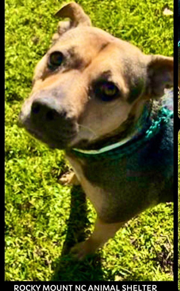 Hughina still need Pledges and Retweets. She is still at the shelter waiting to be loved. Please Hughina still needs pledges. 
Please,please help!!