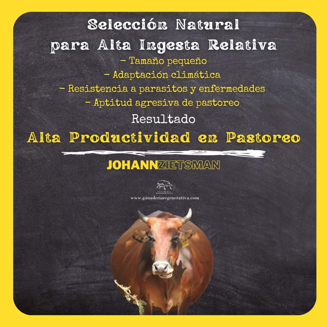 Hacienda El Pajuil - Ganadería Regenerativa tweet media