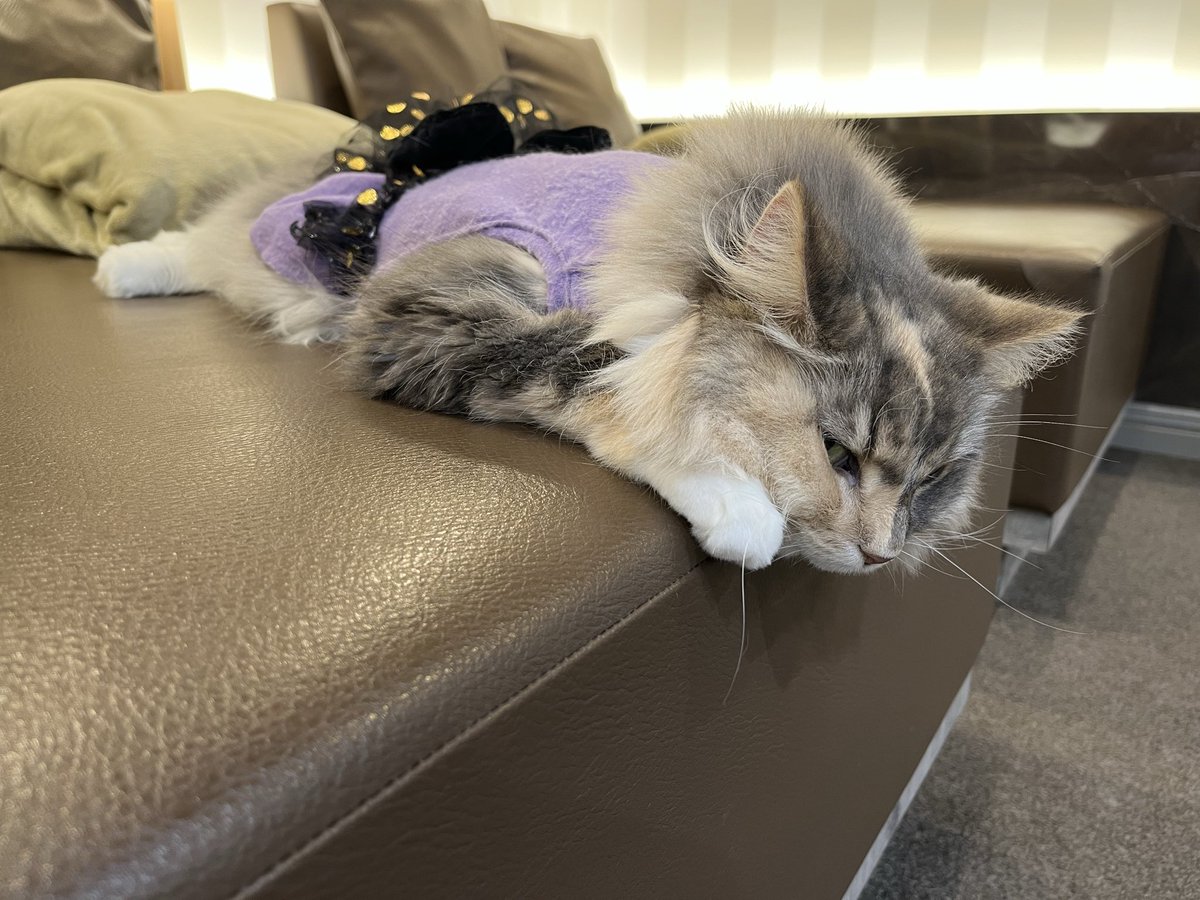 みけねこ (@mikeneko_jinro) / Posts / X