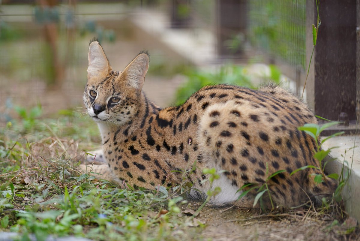 サーバルキャット　毛皮 サーバルキャット 毛皮