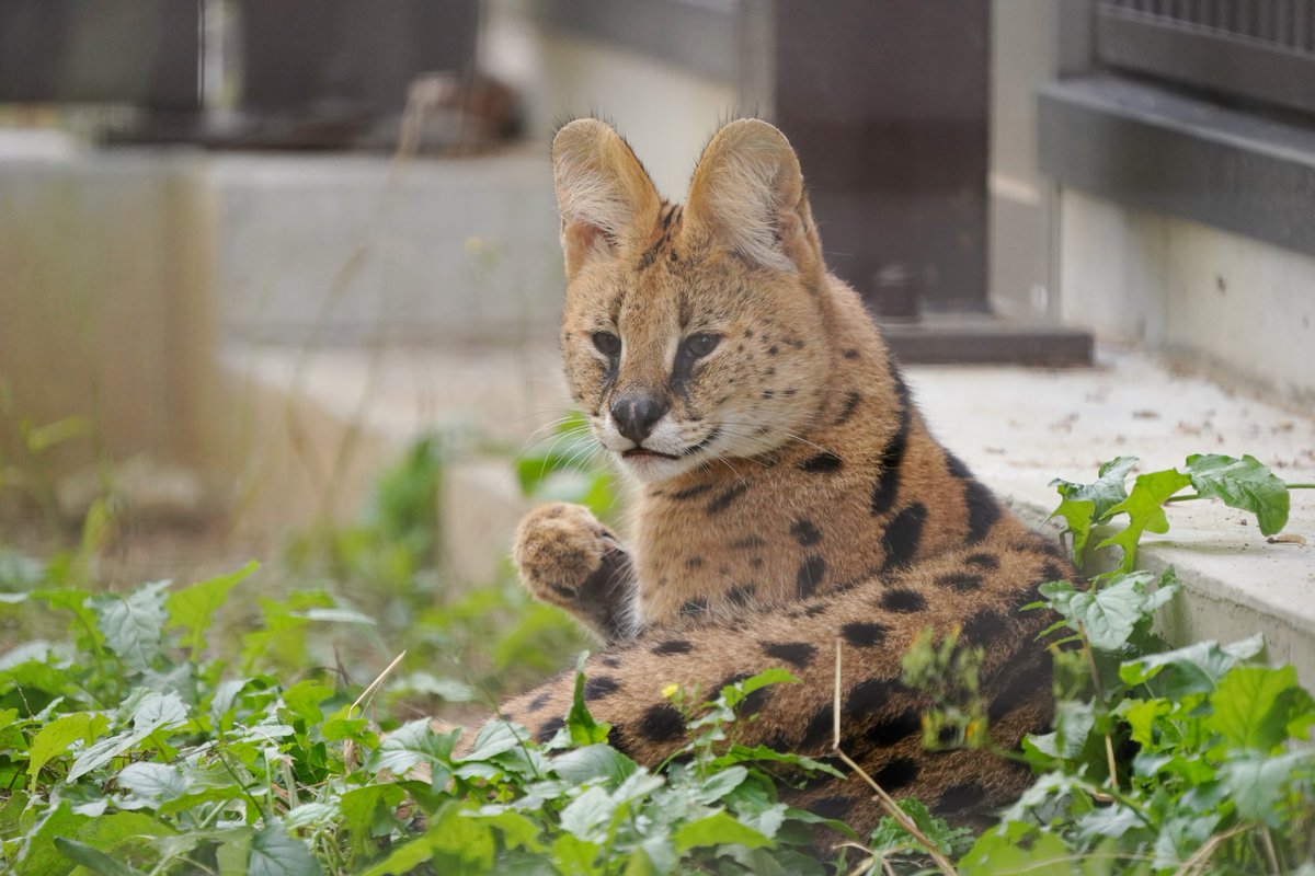 サーバルキャット