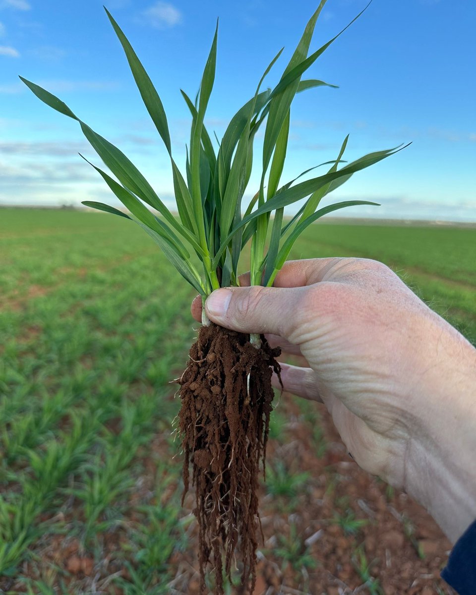 SoilsforLife's tweet photo. Healthy, well-structured soils with active biology can store and cycle nitrogen with less need for synthetic inputs. Growers Matt and Belinda McKinley have shifted their focus from more inputs to getting the soil right underneath. Check out our guide at https://t.co/ewFvIvUqP5 https://t.co/tEcMQA4RvY