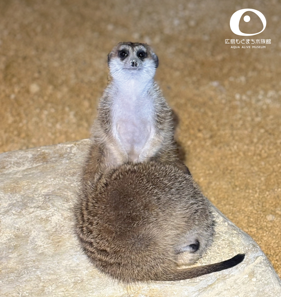 広島もとまち水族館「Forest 四季のシーン」では #ミーアキャット たち