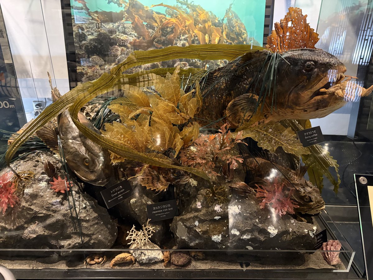 旅をするなどしている。
#釧路
#ロレックス
#サブマリーナ
#エスワークス
#ヴェンジ
#venge
#sworks