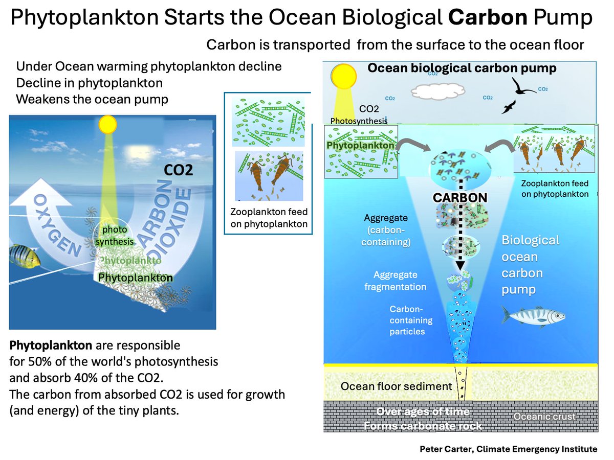 PHYTOPLANKTON STARTS THE OCEAN CARBON PUMP
The ocean biological carbon pump SINKS CARBON.
The ocean carbon sink is weakening  
Phytoplankton are not in the IPCC 6th Assessment
#ocean #climatechange #globalwarming Report