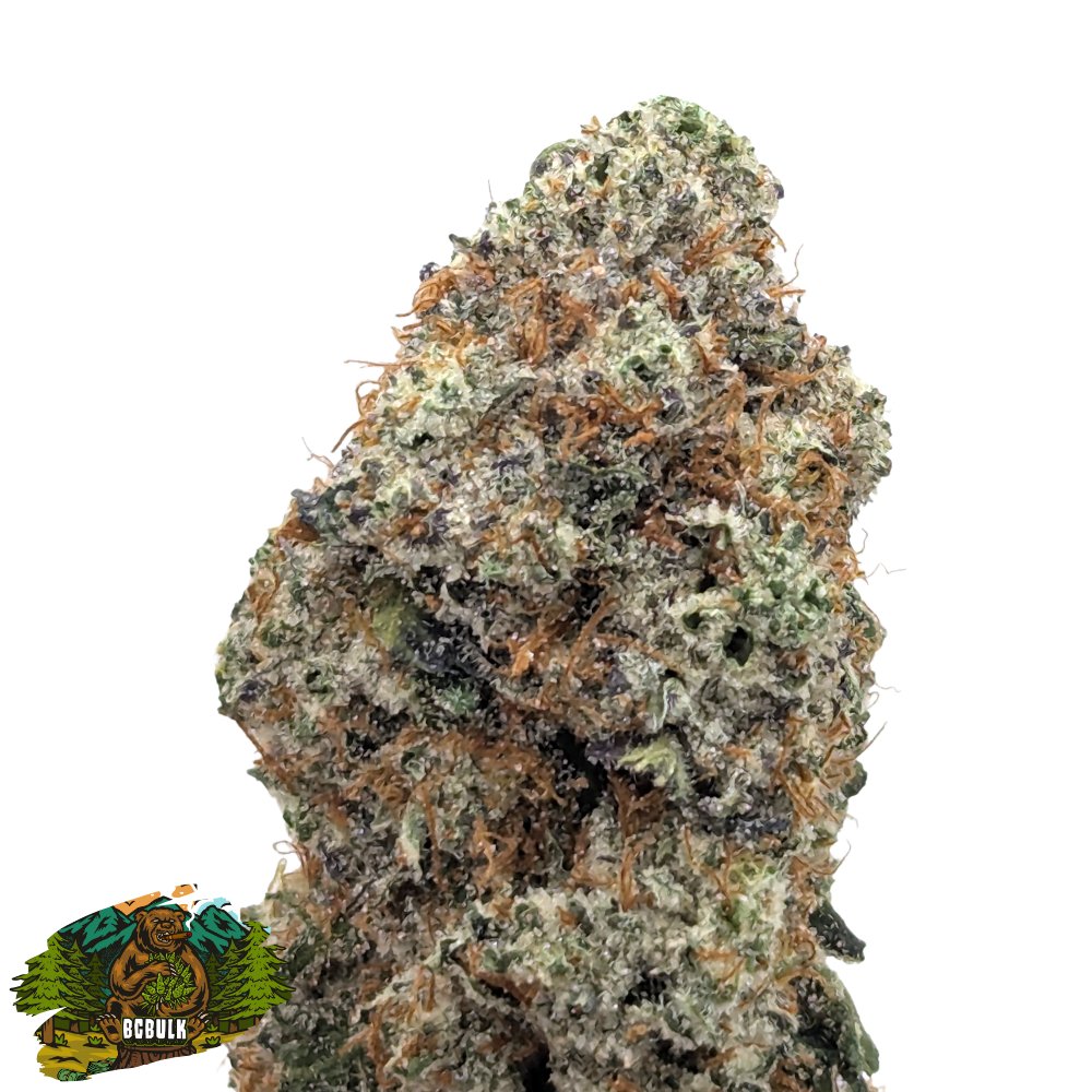 BulkCannabiscc's tweet photo. Gas Berry is a balanced hybrid with a sweet berry aroma and a smooth, gassy finish. Uplifting yet calming — perfect for anytime vibes. 

https://t.co/qzRrkxWPDv

#HybridStrain #CannabisCommunity https://t.co/VD5436E7SY