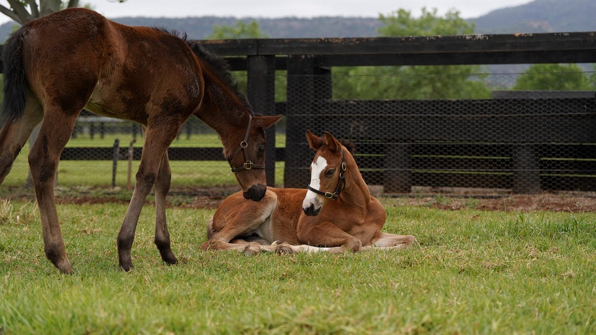 Coolmore Australia tweet media
