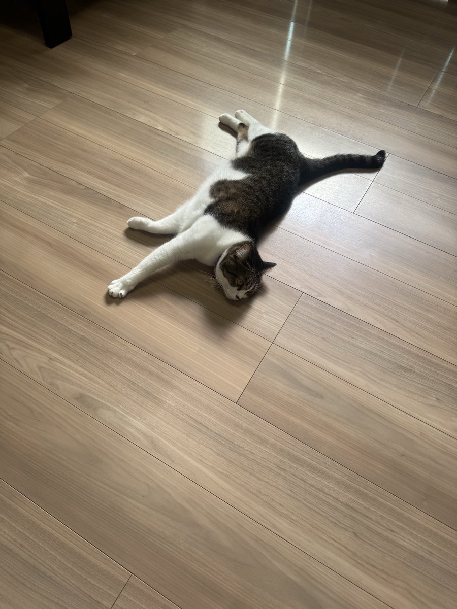 ニ ク。 (@jzx0183) / Posts / X