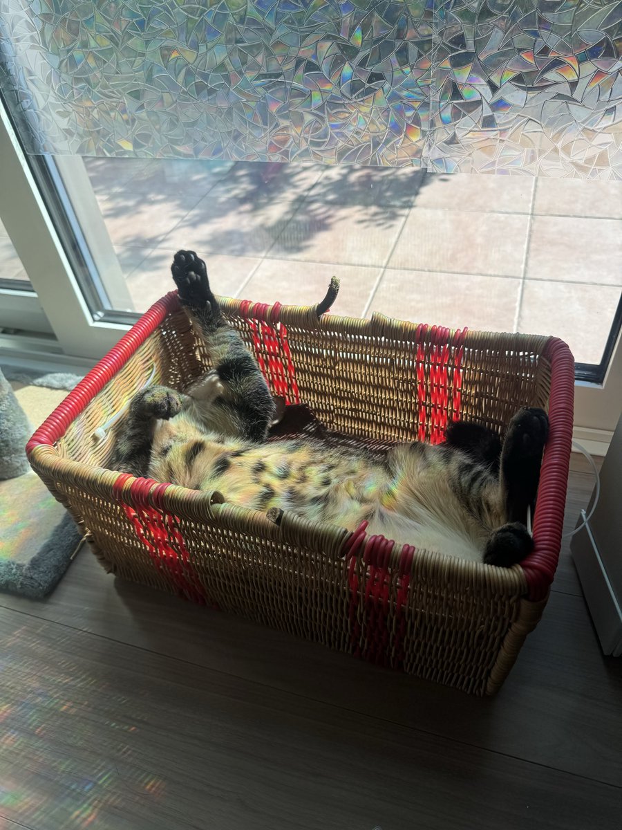 ✩.*˚確認用✩.*˚ nicho★さん専用ページ♡ ✮SUPERのぞみん😗 on X