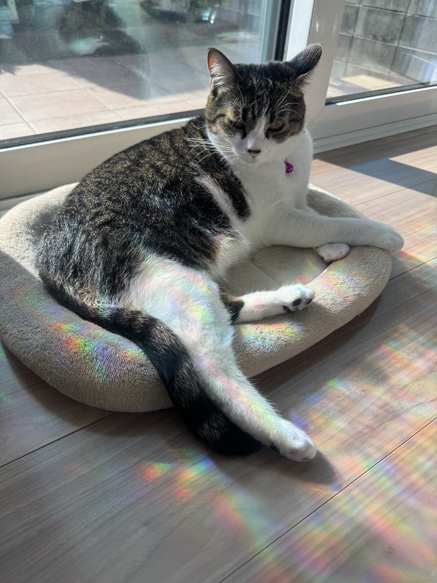 ✩.*˚確認用✩.*˚ nicho★さん専用ページ♡ ニ ク。 (@jzx0183) / Posts / X