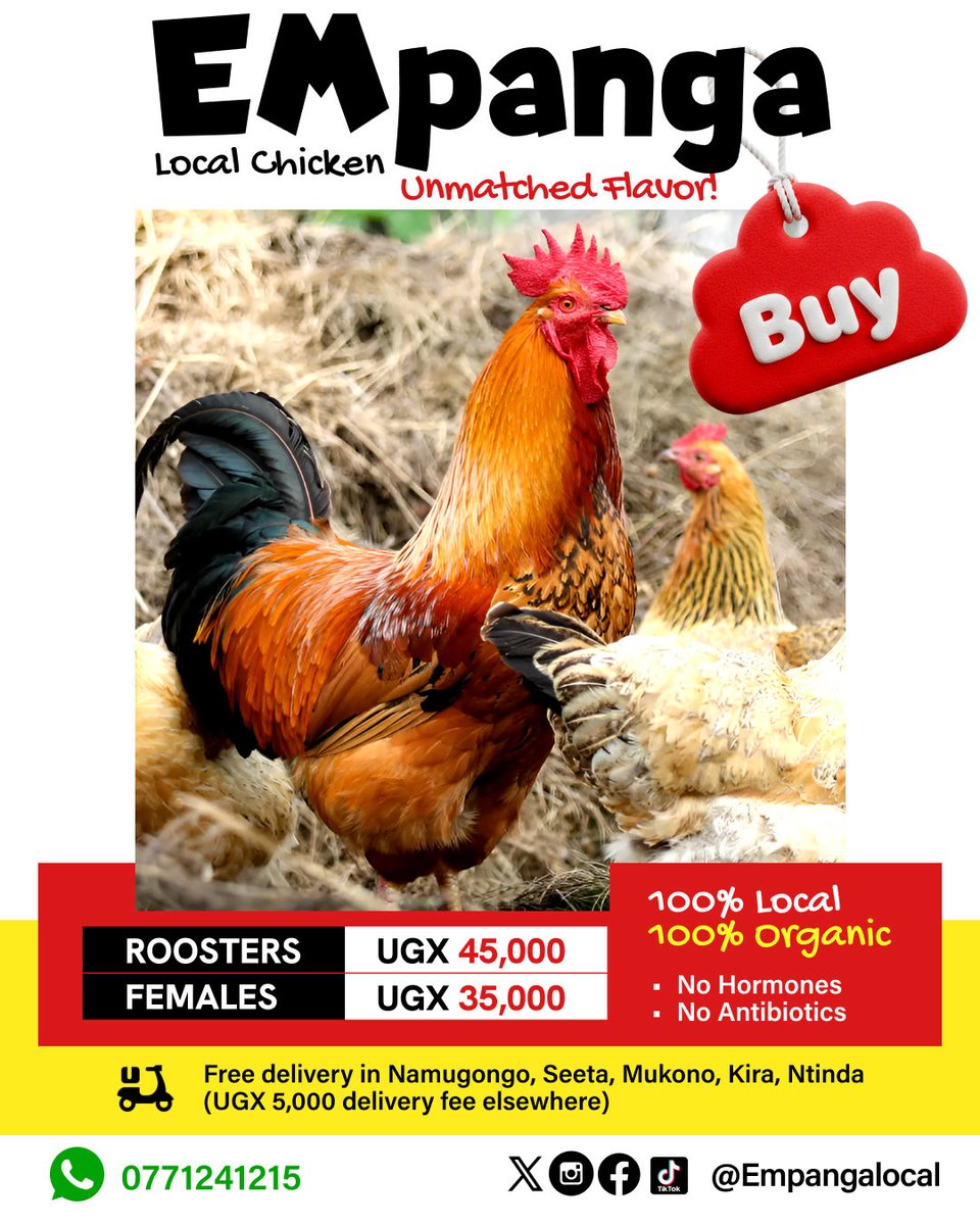 Empangalocal's tweet photo. 🚨 KAMPALA CHICKEN LOVERS, CLUCK THE ALARM! 🚀🐔

Say goodbye to frozen fakes, #Empanga delivers 100% LIVE, FARM-FRESH LOCAL CHICKENS from our coops to your kitchen in Kampala! 

Juicy, free-range, and clucking with flavor!

📍 WE DELIVER ACROSS KAMPALA – SAME-DAY, DOOR-TO-DOOR! https://t.co/lmFo251f7Y