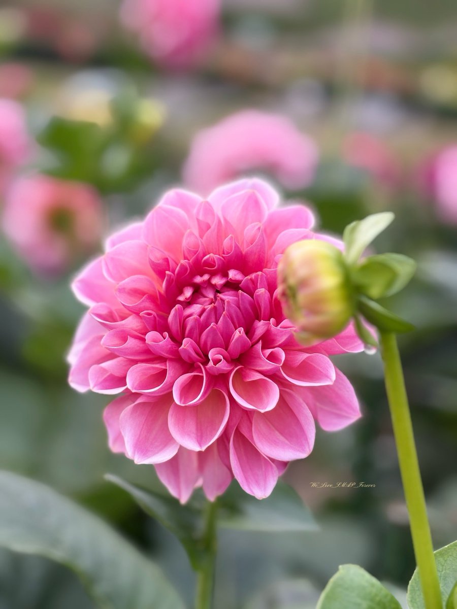 ダリア　原画 ふぁいんぴーす⭐️🧡 on X