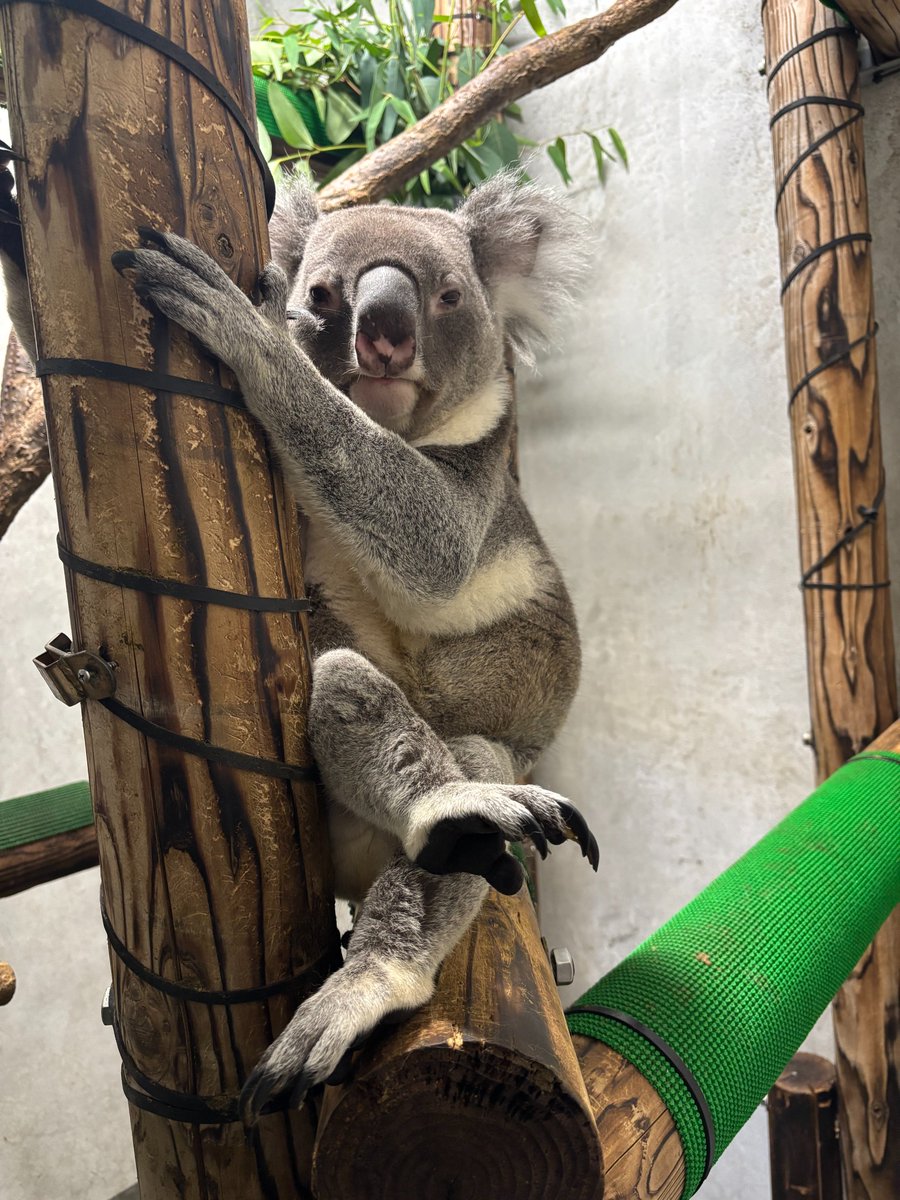 adorno コアラ coala 横浜市立金沢動物園【公式】 on X