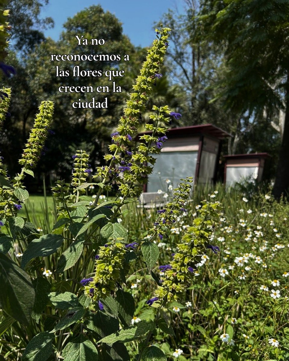 don_helecho's tweet image. En las ciudades, los seres humanos vivimos al borde del colapso, creyendo que podemos subsistir sin quienes regulan la temperatura, filtran el agua o fijan carbono.

Pero mientras sigamos ignorando a las flores, seguiremos olvidando lo que nos sostiene.