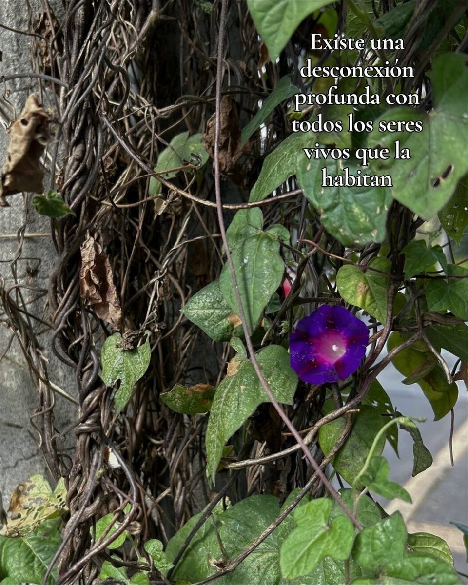 don_helecho's tweet image. En las ciudades, los seres humanos vivimos al borde del colapso, creyendo que podemos subsistir sin quienes regulan la temperatura, filtran el agua o fijan carbono.

Pero mientras sigamos ignorando a las flores, seguiremos olvidando lo que nos sostiene.