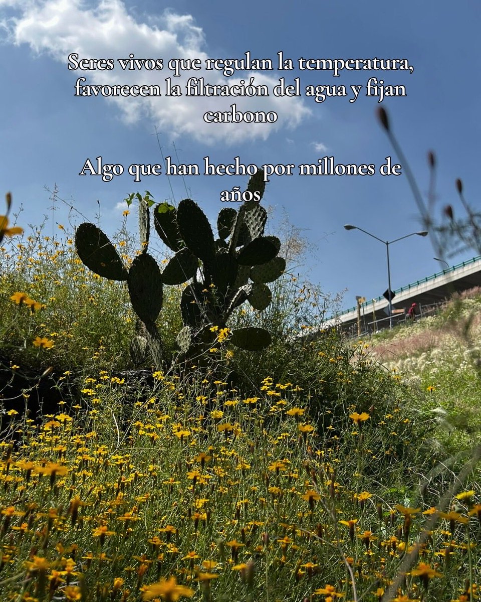 don_helecho's tweet image. En las ciudades, los seres humanos vivimos al borde del colapso, creyendo que podemos subsistir sin quienes regulan la temperatura, filtran el agua o fijan carbono.

Pero mientras sigamos ignorando a las flores, seguiremos olvidando lo que nos sostiene.