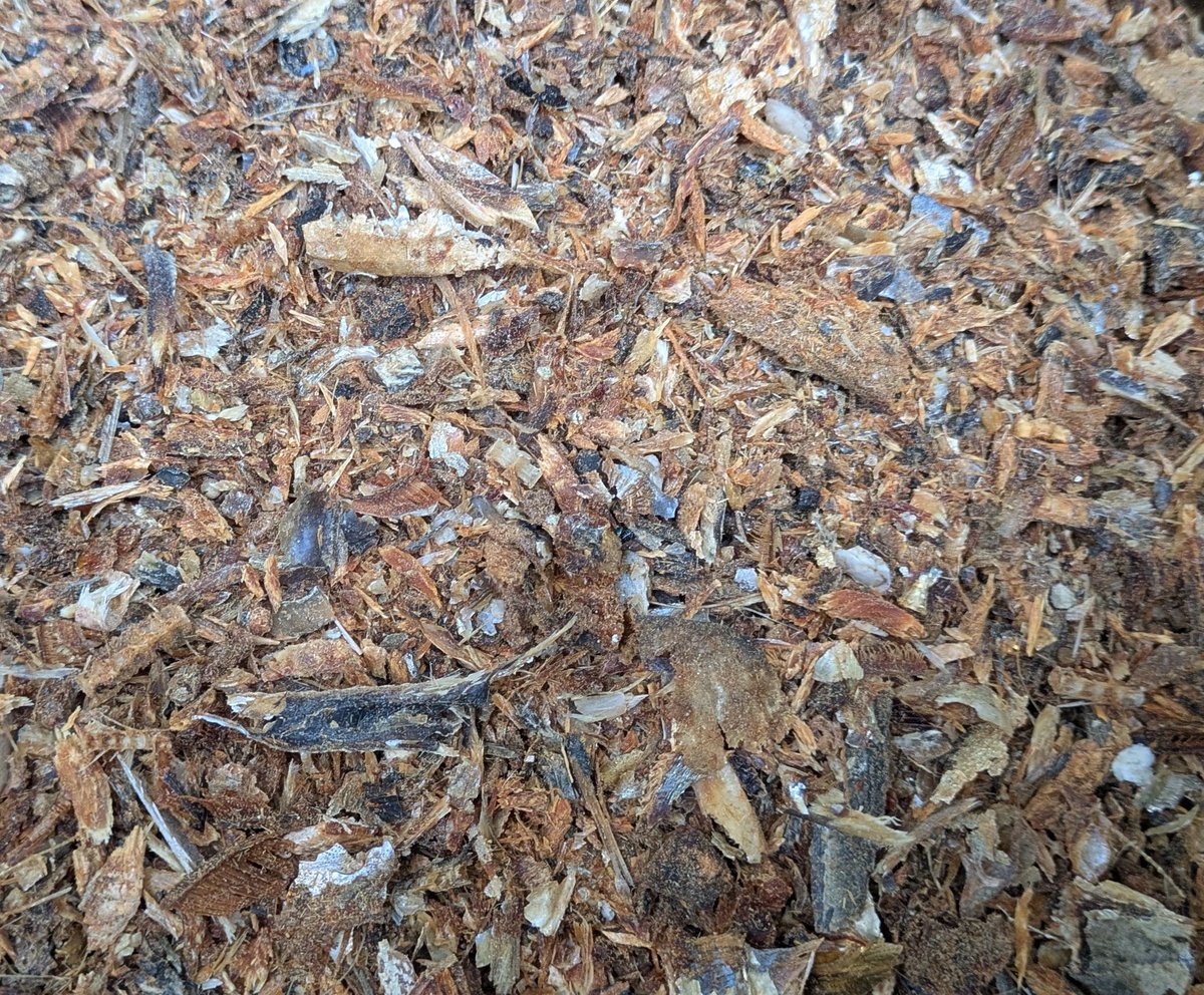 煮干しの粉砕作業
自家製配合肥料の主な原料となる煮干しの粉砕を行いました。千葉県から仕入れたイワシの煮干しを粉砕器で細かく砕き、今年は約1,700キロの魚粉ができました。
不揃いな物や腹が破れたり、脂が乗り過ぎた物を肥料用として仕入れ、配合肥料の原料としております。
#梨 #稲城市 #稲城梨