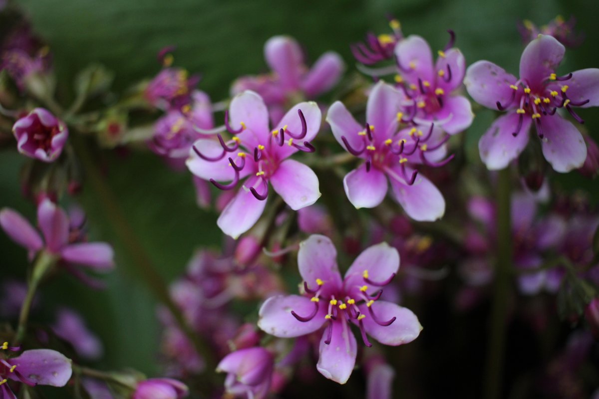 公式】京都府立植物園 on X