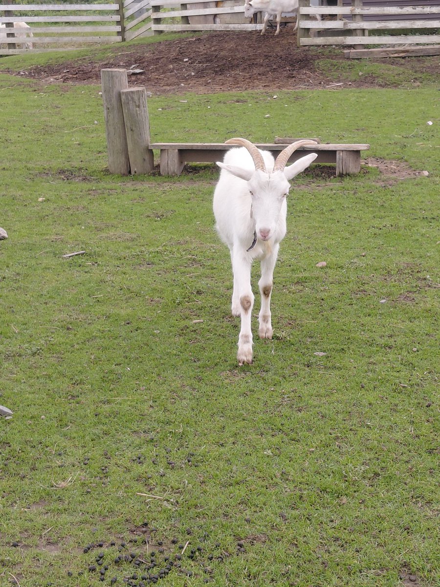 あんこ💍📘 on X