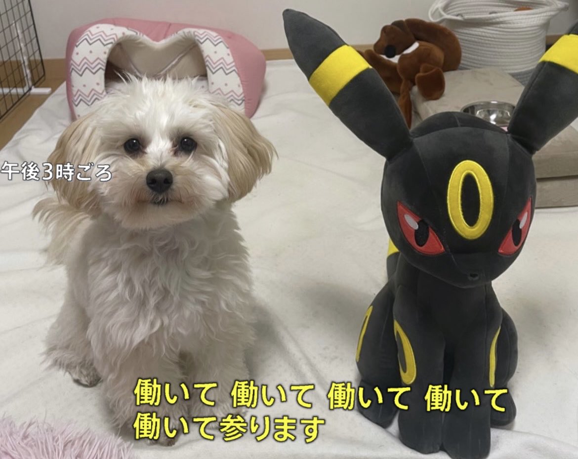 koro_pie's tweet photo. https://t.co/yjV2BxIEap