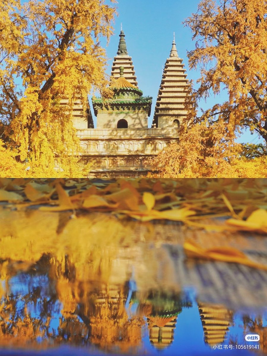 Yucheng973386's tweet image. 北京·石刻艺术博物馆｜灿灿银杏，悠悠石塔