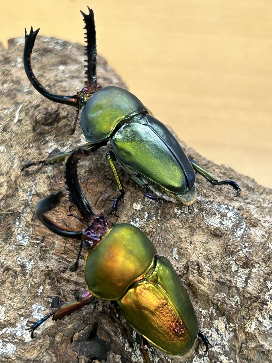 【モニカ】　キワダ Amazon.co.jp: マグネット(Magnet)FOREST MAG RAINBOW BEETLE