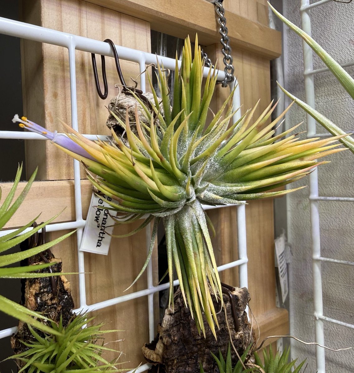 英麻呂T. ionantha ‘Nizanda' と‘Hazel Nut' 英麻呂T. ionantha 'Nizanda' と'Hazel Nut' 英麻呂様専用T