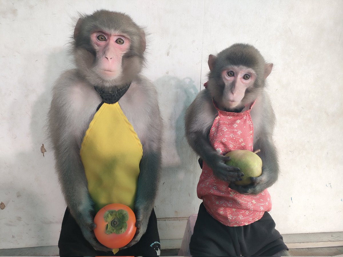 戦豆の猿まわし (@senzunoosaru) / Posts / X