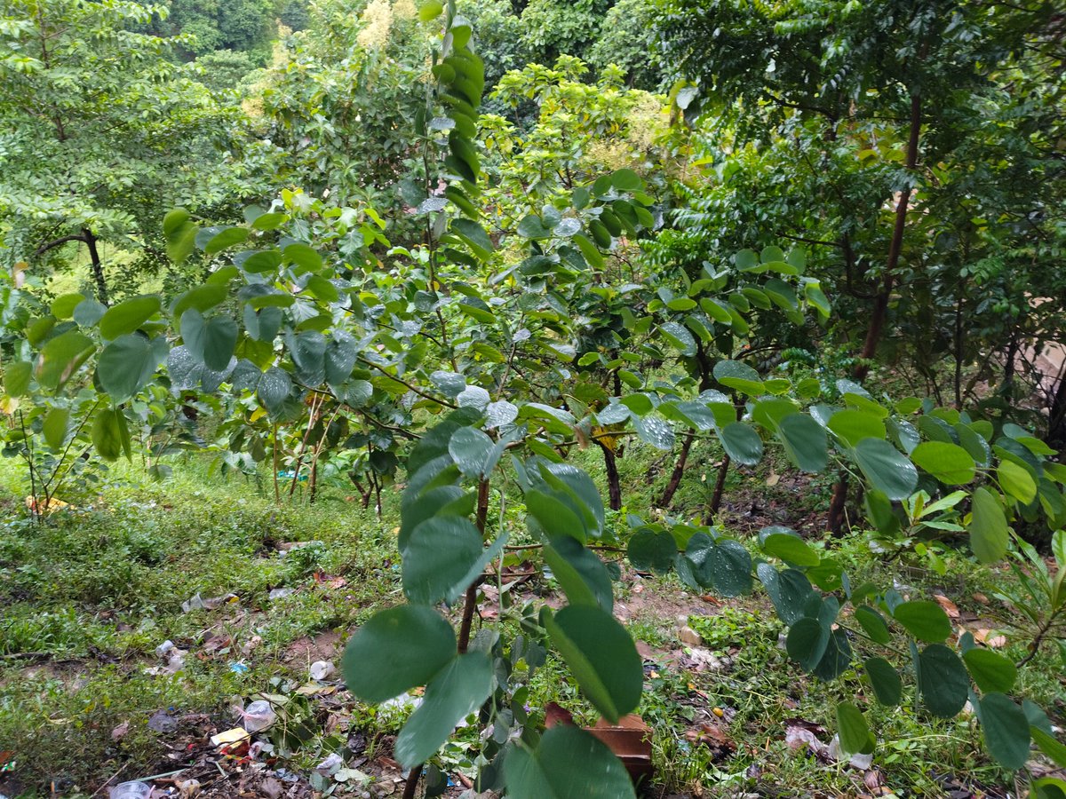 Climate_Alert_'s tweet image. Save the #forests, save the breath of #Earth.