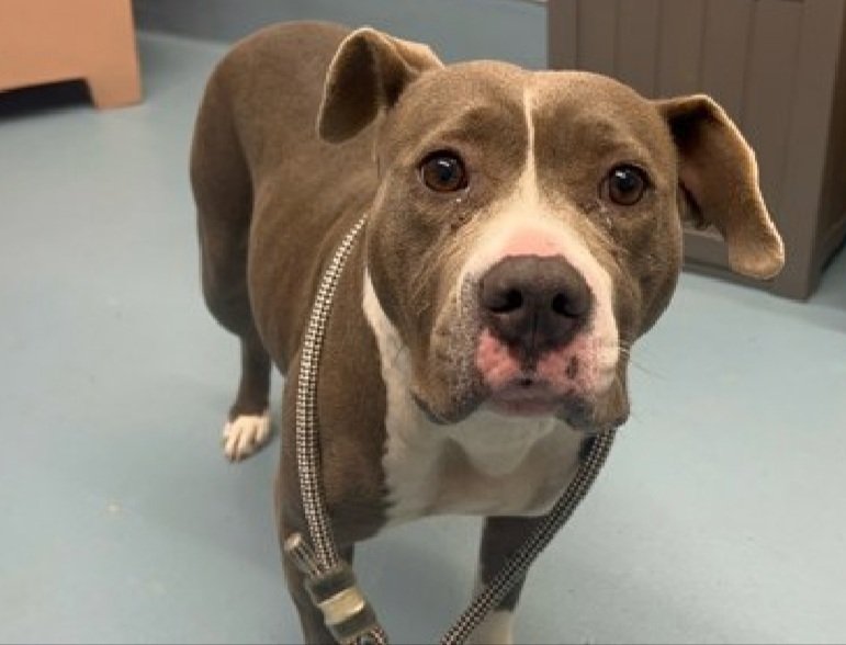 Bluebell 239971
Relisted TBK 11/6
#NYCACC #RescueOnly 
She is a cute 4 yr old
Only 1 pic
Has dermatitis 🚑
Startled by noises and sudden movements 
Shows fear based defensive behavior 
Help save Bluebell!
nycacc.app/browse/239971
#Pledge4Rescue #foster #adopt