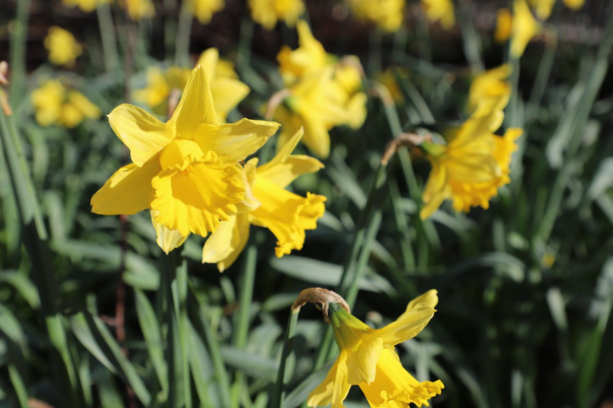 Friends of Haydons Road Recreation Ground tweet media
