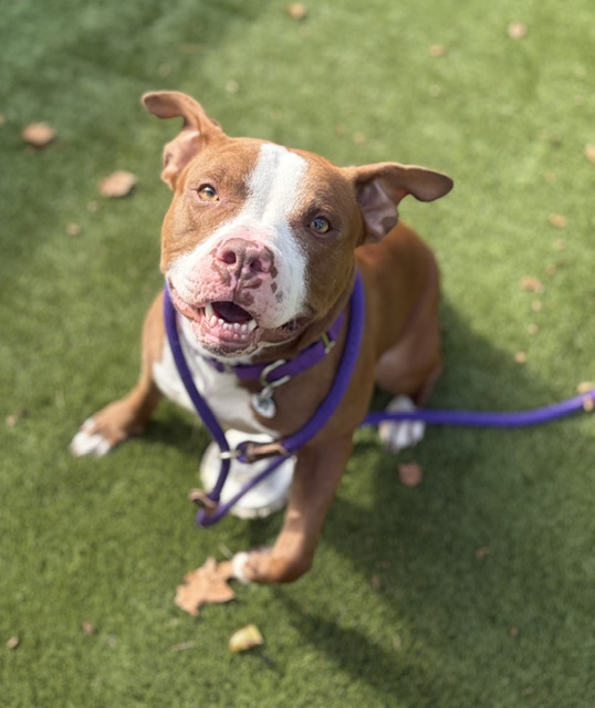 AlexAnimals's tweet photo. BIG Dog Adoptions = BIG Success! π§‘π
Throughout October, @BeyerSubaru covered the adoption fees for all dogs 40+ lbs. We had 20 BIG DOGS find homes last month! πΆ Thank you Beyer Subaru!
#AlexAnimals #adopt #SubaruLovesPets https://t.co/bDIC8fNAuw