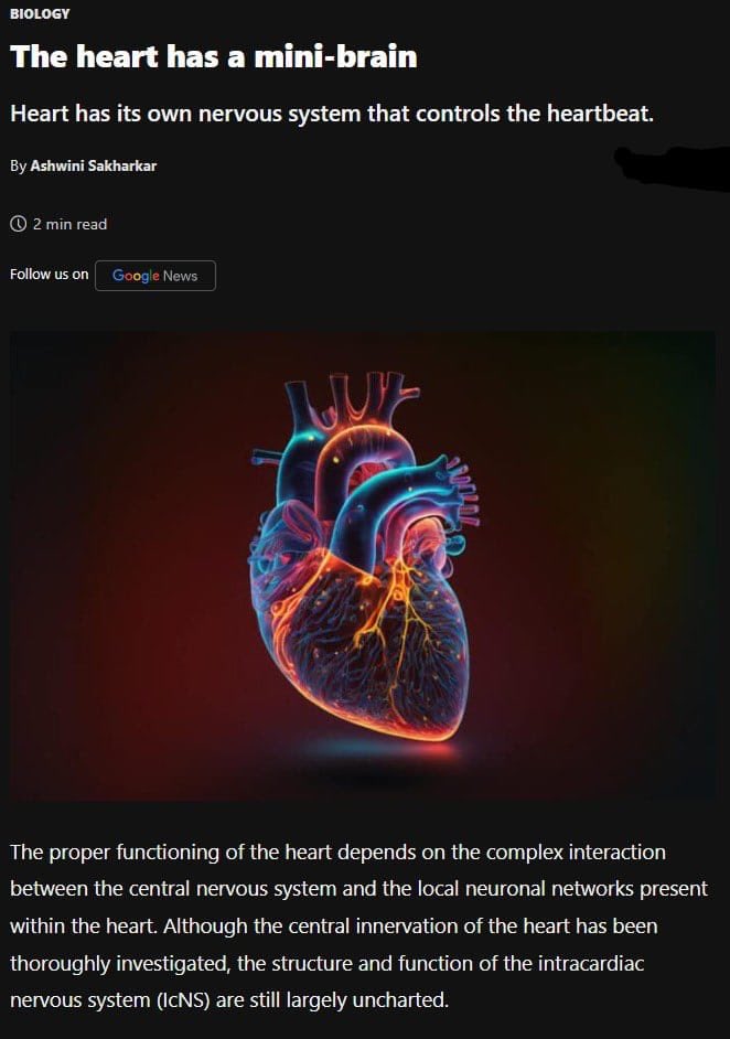 Bilim insanları kalp içinde küçük bir “beyin” olduğunu ortaya çıkardı.

Bilim insanları kalpte sinir hücreleri bulunduğunu 20. yüzyılın başından beri biliyordu; ancak bu hücrelerin önemi tam olarak anlaşılmamıştı. Uzun yıllar boyunca kalbin kontrolünün tamamen merkezi sinir