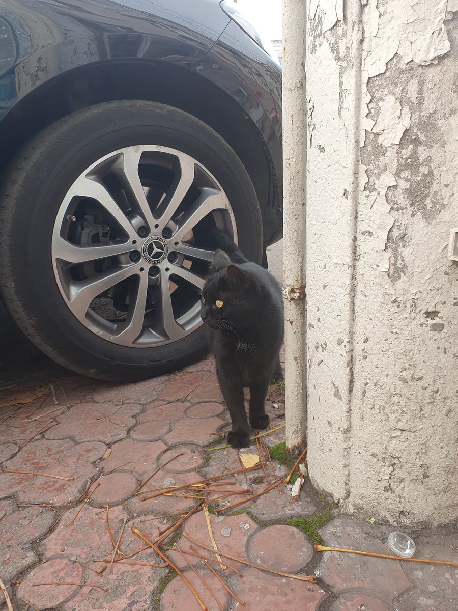 OlgaVlasenko_82's tweet photo. Black cat 🐈‍⬛️. 
#mobilephoto https://t.co/AKZKxa113v